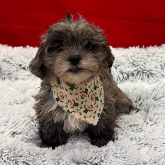 Lhasa-Poo-DOG-Female-Blue Merle-9907-Petland Pensacola, Florida