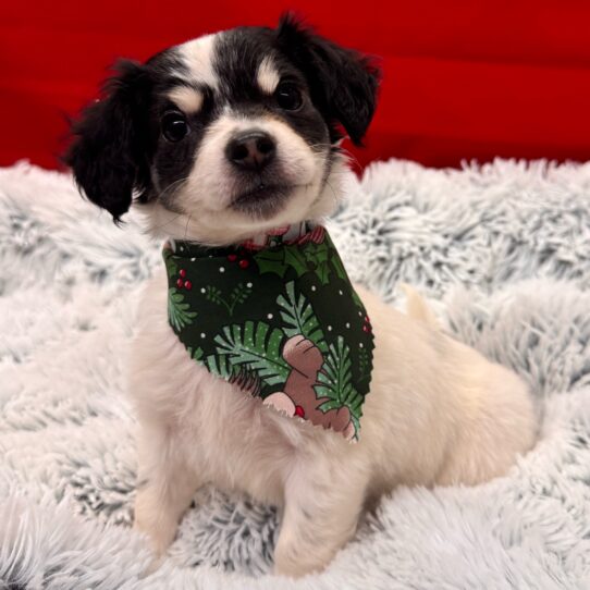 Chihuahua-DOG-Female-Black Tan / White-9885-Petland Pensacola, Florida