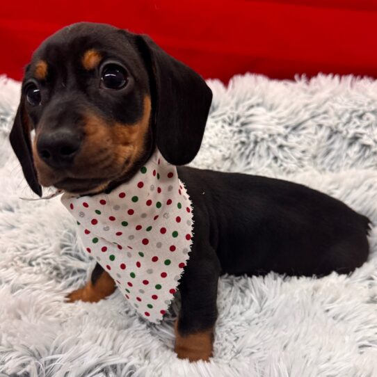 Dachshund-DOG-Female-Black / Tan-9881-Petland Pensacola, Florida