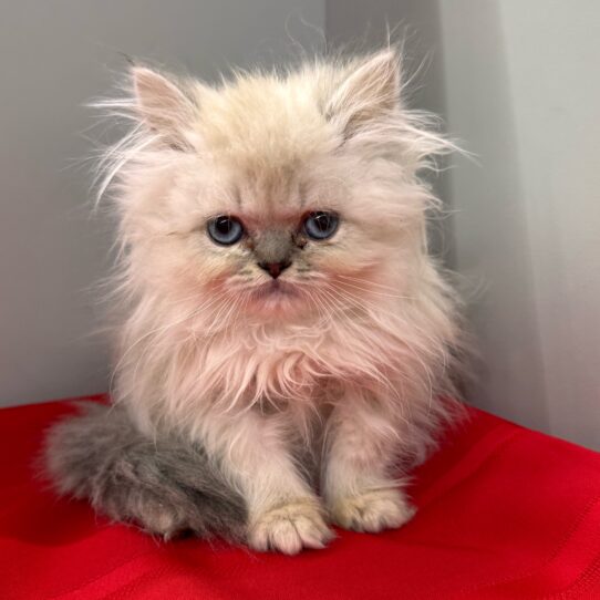 Persian-KITTEN-Male-Blue Point-9886-Petland Pensacola, Florida