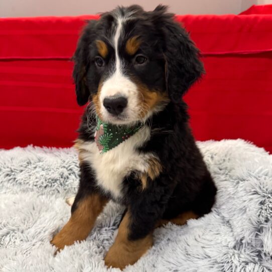 Bernese Mountain Dog-DOG-Female-Black/Rust/White-9902-Petland Pensacola, Florida