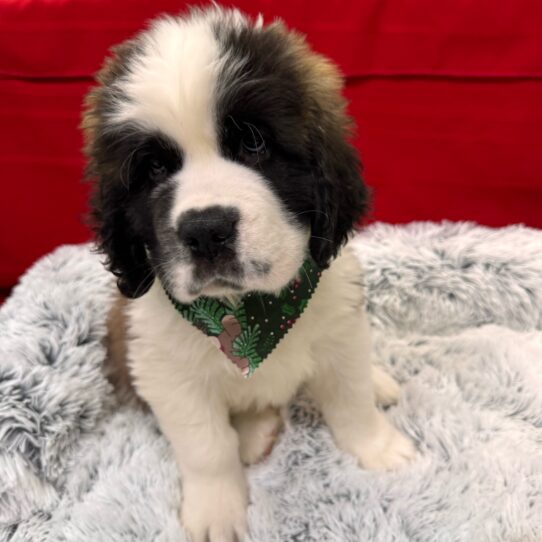 Saint Bernard-DOG-Male-Mahogany/White-9908-Petland Pensacola, Florida