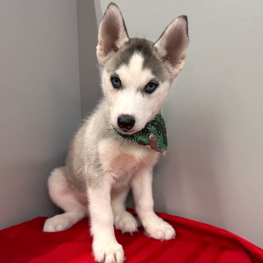 Siberian Husky-DOG-Male-Grey/White-9909-Petland Pensacola, Florida