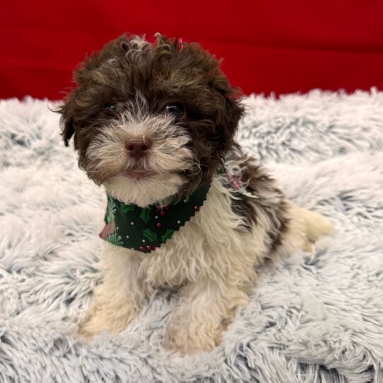 Havanese-DOG-Female-Chocolate Parti-9906-Petland Pensacola, Florida