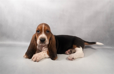 Basset Hound-DOG-Female-Black White and Tan-9922-Petland Pensacola, Florida