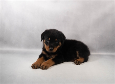 Rottweiler-DOG-Male-Black and Mahogany-9923-Petland Pensacola, Florida