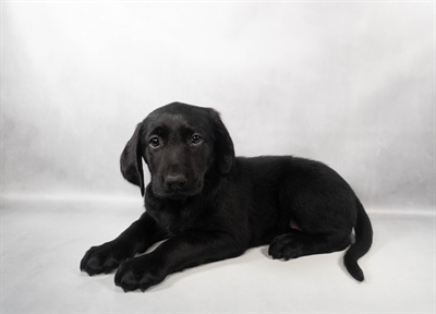 Labrador Retriever-DOG-Female-Black-9924-Petland Pensacola, Florida