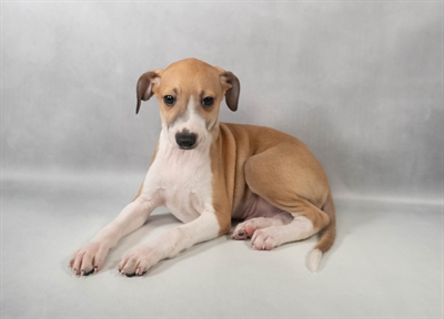 Italian Greyhound-DOG-Male-Red-9925-Petland Pensacola, Florida