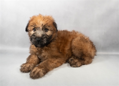 Soft Coated Wheaten Terrier-DOG-Male-Wheaten-9929-Petland Pensacola, Florida