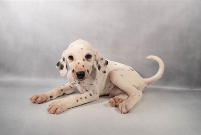 Dalmatian-DOG-Male-White and Black-9930-Petland Pensacola, Florida