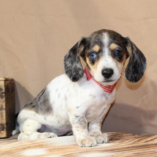 Dachshund-DOG-Female-Black / Tan-9932-Petland Pensacola, Florida