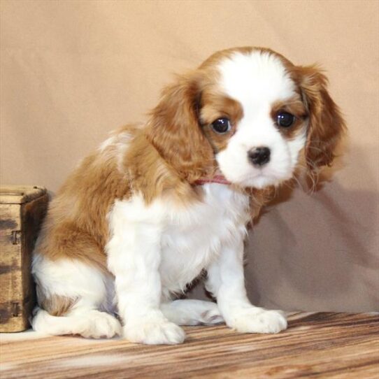 Cavalier King Charles Spaniel-DOG-Female-White / Blenheim-9933-Petland Pensacola, Florida
