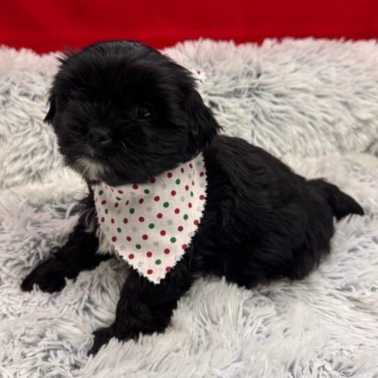 Shih Poo-DOG-Female-Black-9928-Petland Pensacola, Florida