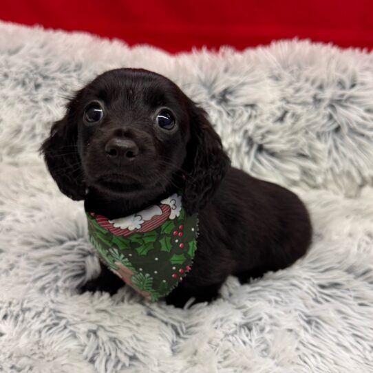 Dachshund-DOG-Male-Black-9934-Petland Pensacola, Florida