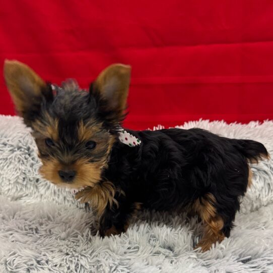 Yorkshire Terrier-DOG-Female-Black / Tan-9936-Petland Pensacola, Florida