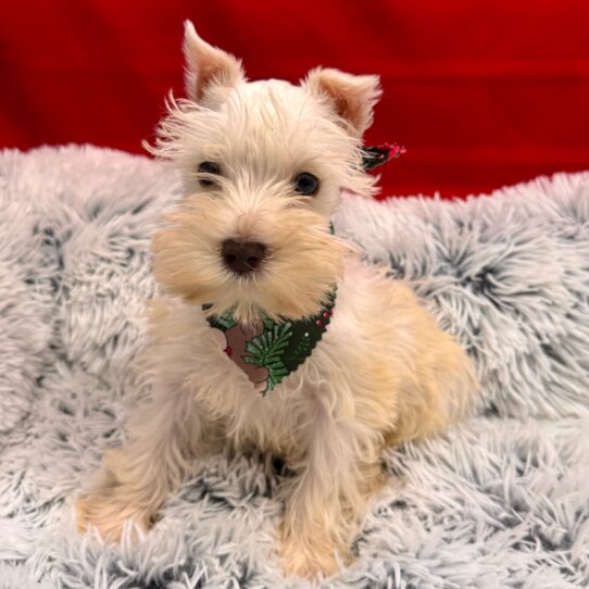 Miniature Schnauzer-DOG-Female-White-9927-Petland Pensacola, Florida