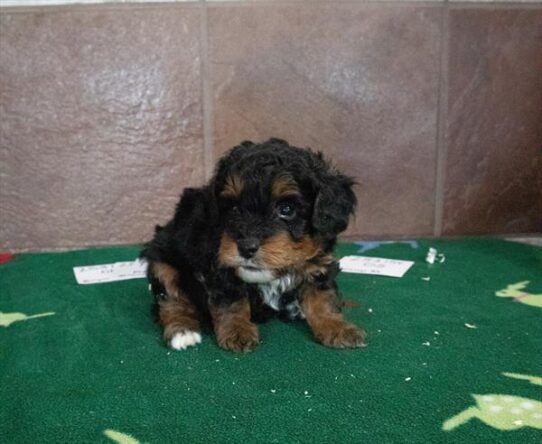 Miniature Bernedoodle 2nd Gen-DOG-Male-Black-9948-Petland Pensacola, Florida