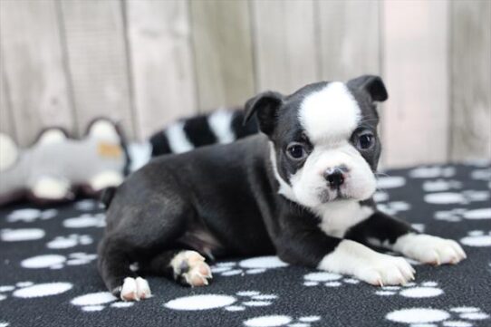 Boston Terrier-DOG-Male-Black / White-9949-Petland Pensacola, Florida