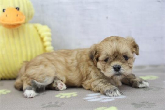 Lhasa Apso-DOG-Female-Brindle-9950-Petland Pensacola, Florida