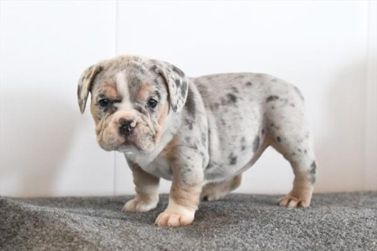 Beabull-DOG-Female-Blue Tan / White-9951-Petland Pensacola, Florida