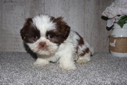 Shih Tzu-DOG-Male-Chocolate / White-9952-Petland Pensacola, Florida