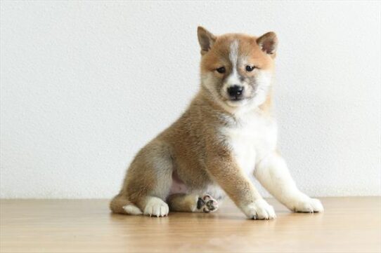 Shiba Inu-DOG-Male-Red / White-9954-Petland Pensacola, Florida