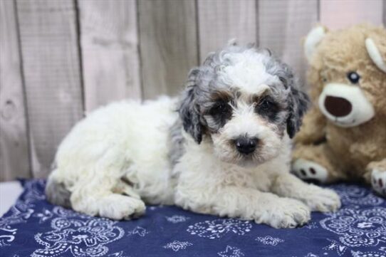 Miniature Bernedoodle 2nd Gen-DOG-Female-White / Blue Merle-9955-Petland Pensacola, Florida