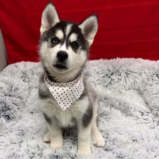 Siberian Husky-DOG-Female-Black and White-9921-Petland Pensacola, Florida
