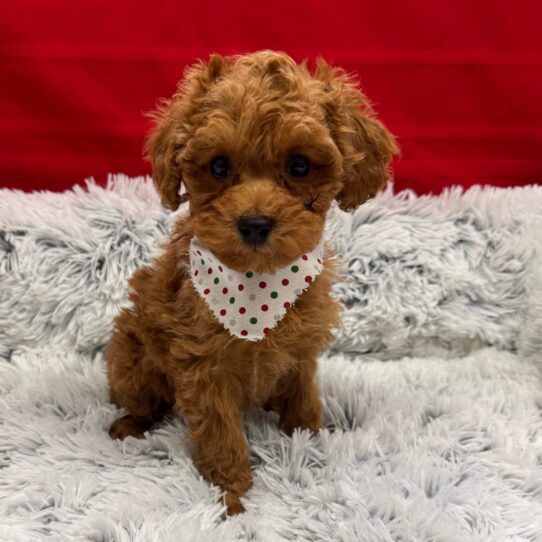 Poodle-DOG-Female-Red-9956-Petland Pensacola, Florida