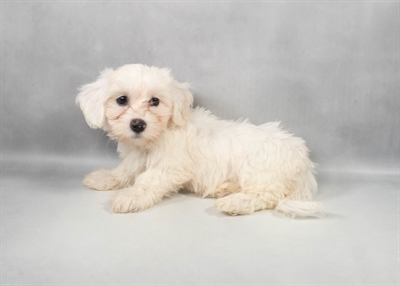 Coton De Tulear-DOG-Female-White-9717-Petland Pensacola, Florida