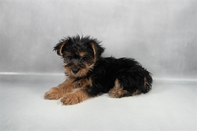 Yorkshire Terrier-DOG-Male-Black and Tan-9731-Petland Pensacola, Florida