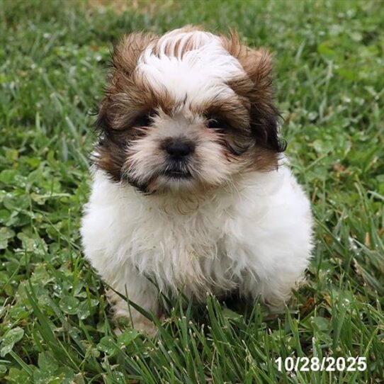 Shih Tzu-DOG-Female-White Black / Brown-9754-Petland Pensacola, Florida