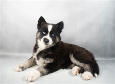 Siberian Husky-DOG-Female-Black Tan and White-9764-Petland Pensacola, Florida