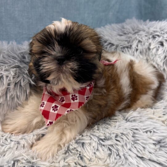 Shih Tzu-DOG-Male-Gold and White-9763-Petland Pensacola, Florida
