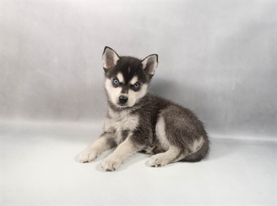 Alaskan Klee Kai-DOG-Male-Black and White-9795-Petland Pensacola, Florida
