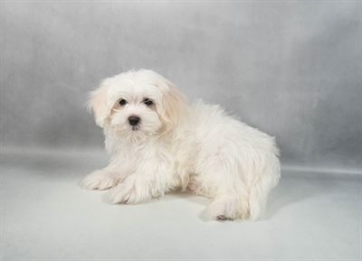 Maltese-DOG-Male-White-9800-Petland Pensacola, Florida