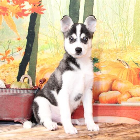 Alaskan Klee Kai-DOG-Male-Black / White-9804-Petland Pensacola, Florida