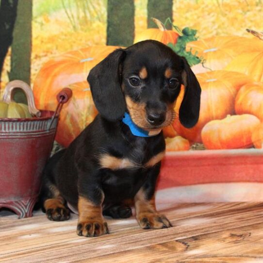 Dachshund-DOG-Male-Black / Tan-9805-Petland Pensacola, Florida