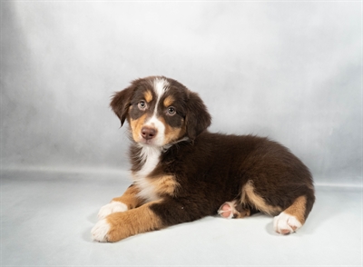 Australian Shepherd-DOG-Female-Red-9836-Petland Pensacola, Florida