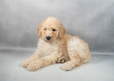 Standard Poodle-DOG-Female-Cream-9837-Petland Pensacola, Florida