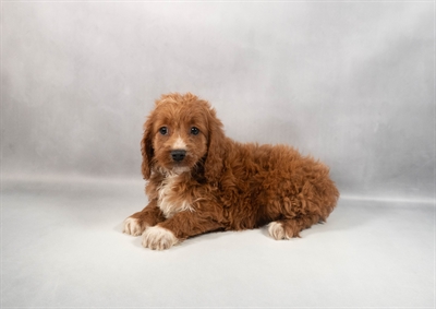 Cockapoo F1B-DOG-Female-Red-9839-Petland Pensacola, Florida