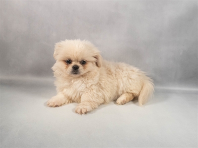 Pekingese-DOG-Female-Biscuit-9840-Petland Pensacola, Florida