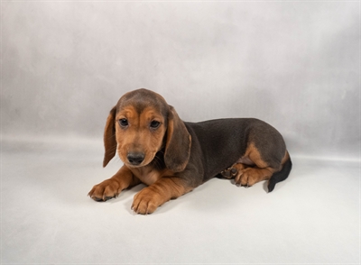 Dachshund-DOG-Male-Black and Tan-9841-Petland Pensacola, Florida