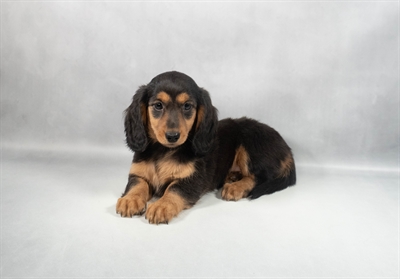 Dachshund-DOG-Female-Black and Tan-9842-Petland Pensacola, Florida