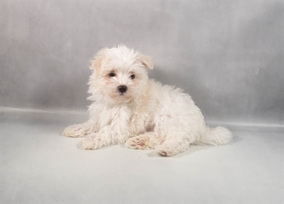Maltese-DOG-Male-White-9844-Petland Pensacola, Florida