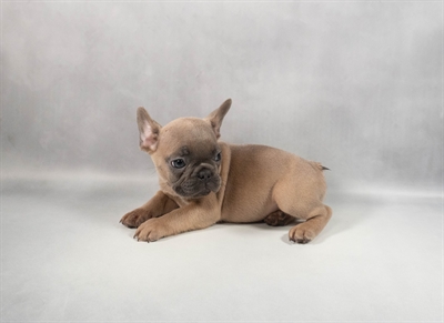 French Bulldog-DOG-Male-Blue Fawn-9843-Petland Pensacola, Florida