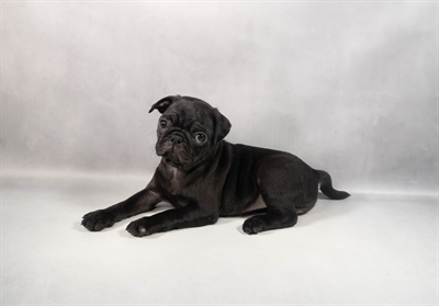 Pug-DOG-Female-Black-9845-Petland Pensacola, Florida