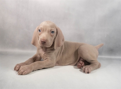 Weimaraner-DOG-Male-Silver Grey-9846-Petland Pensacola, Florida