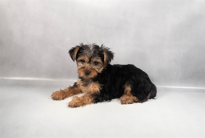 Yorkshire Terrier-DOG-Male-Black and Tan-9847-Petland Pensacola, Florida