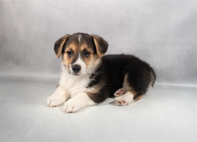Pembroke Welsh Corgi-DOG-Male-Black and Tan-9848-Petland Pensacola, Florida